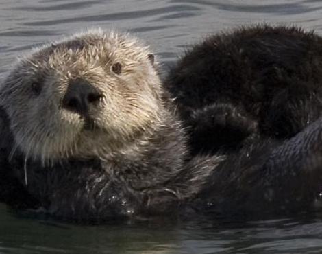 Sea Otter