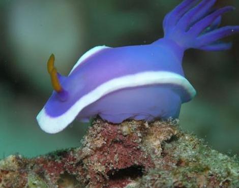 Sea Slug