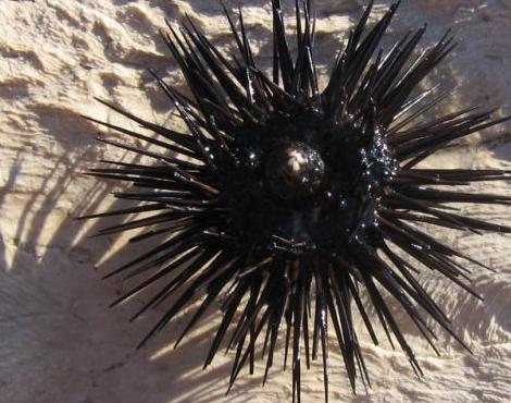 Sea Urchin