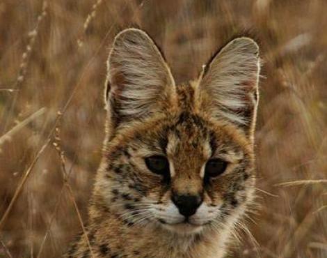 Serval