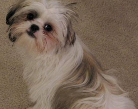 Shih Tzu