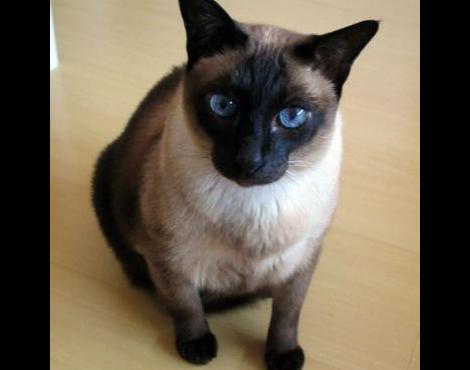 Siamese