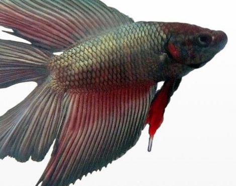 Siamese Fighting Fish