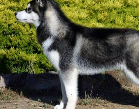 Siberian Husky