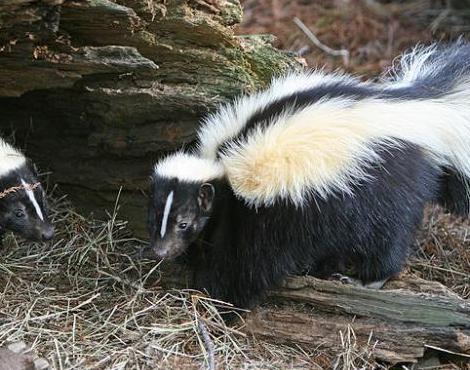 Skunk