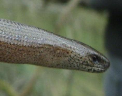 Slow Worm