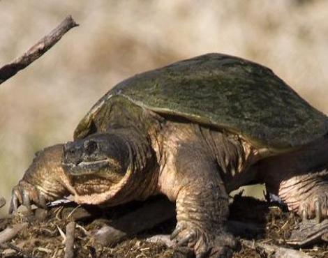 Snapping Turtle