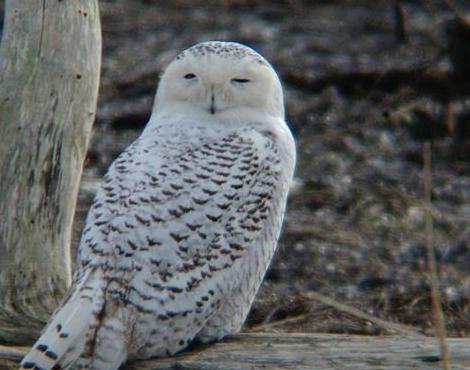 Snowy Owl