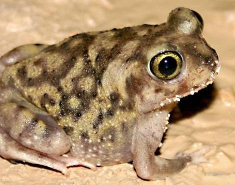 Spadefoot Toad