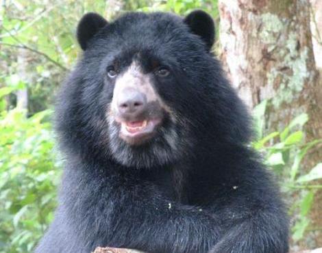 Spectacled Bear