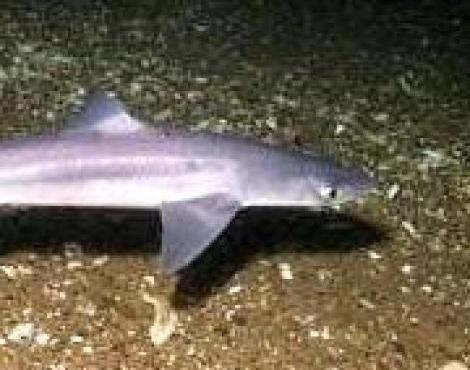 Spiny Dogfish