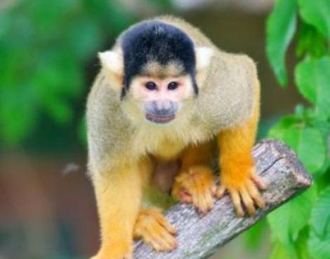 Squirrel Monkey