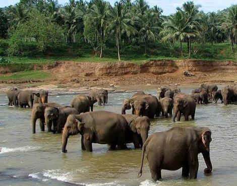 Sri Lankan Elephant