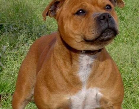 Staffordshire Bull Terrier