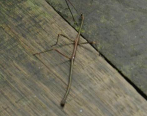 Stick Insect