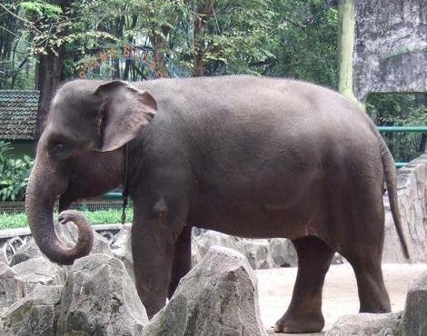 Sumatran Elephant