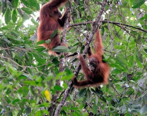 Sumatran Orang-utan