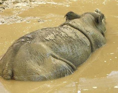 Sumatran Rhinoceros