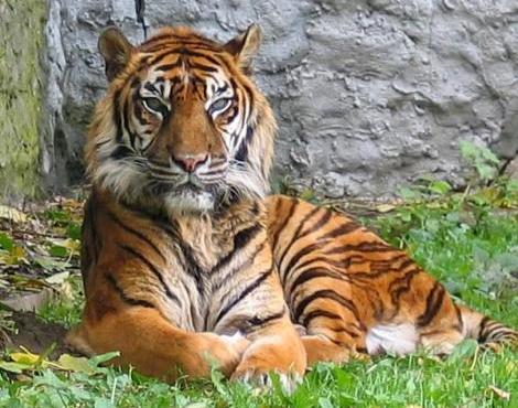 Sumatran Tiger