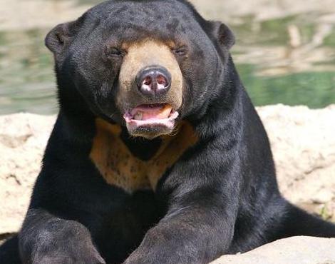 Sun Bear