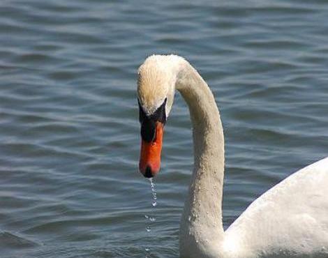 Swan