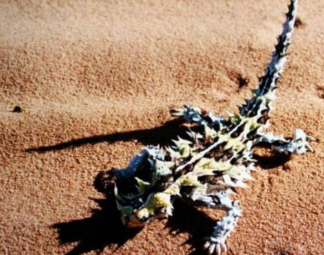 Thorny Devil