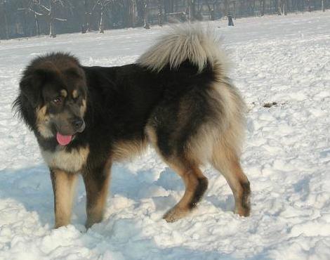 Tibetan Mastiff