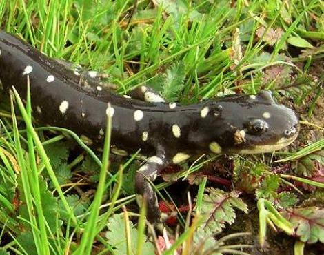 Tiger Salamander