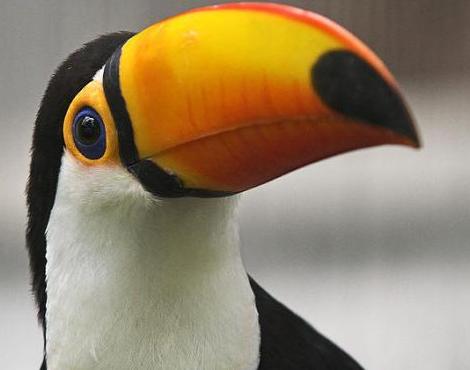 Toucan