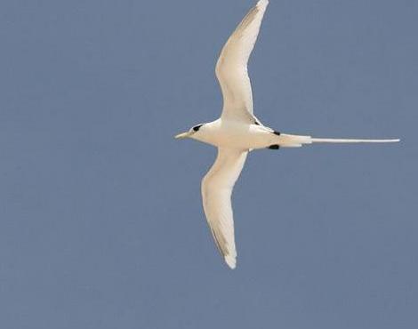 Tropicbird