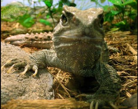 Tuatara