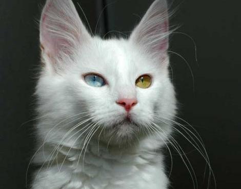 Turkish Angora