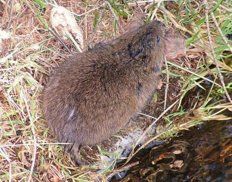 Water Vole