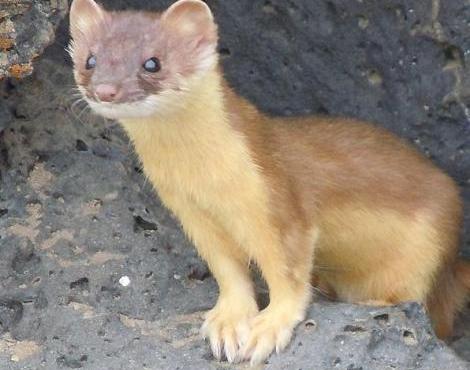 Weasel