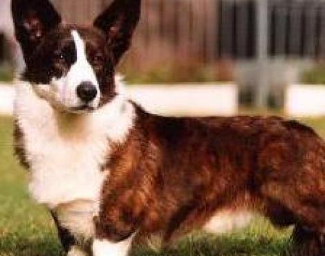 Welsh Corgi