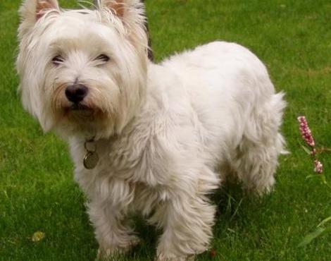 West Highland Terrier