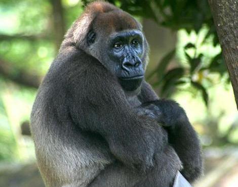 Western Gorilla