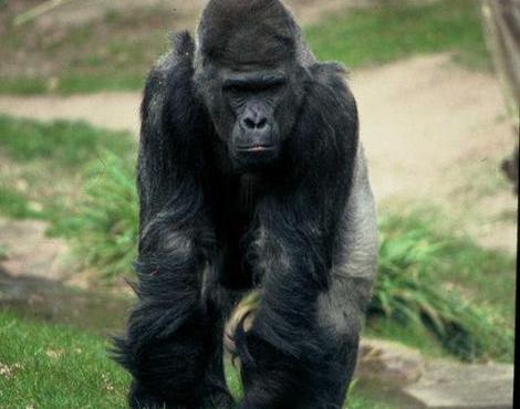 Western Lowland Gorilla