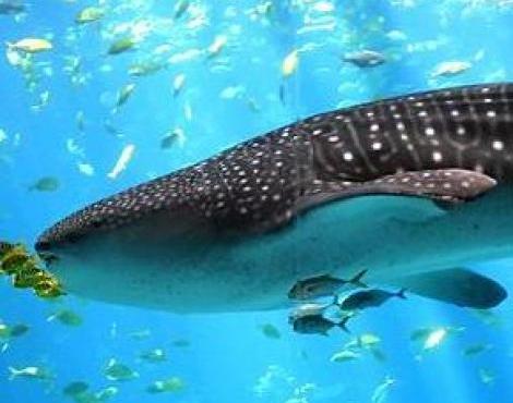 Whale Shark