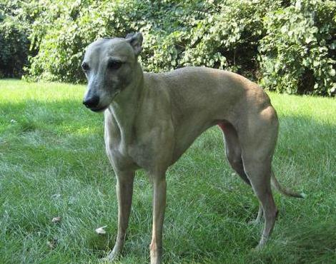 Whippet