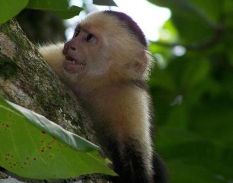 White Faced Capuchin