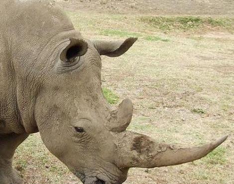 White Rhinoceros