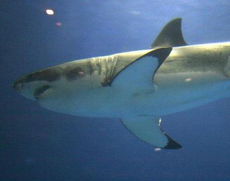 Great White Shark