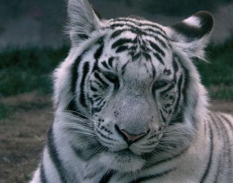 White Tiger