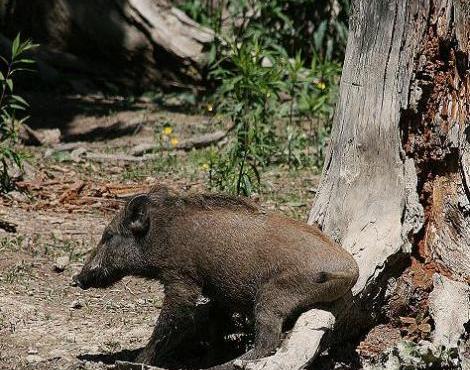 Wild Boar