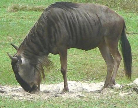 Wildebeest