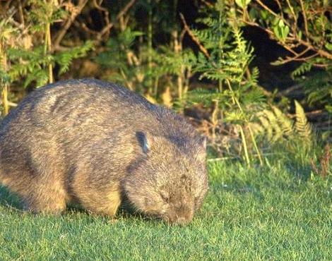 Wombat