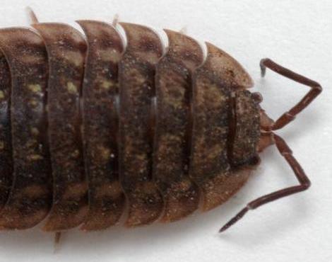 Woodlouse