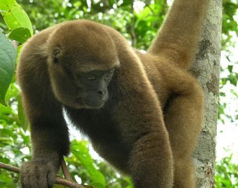 Woolly Monkey